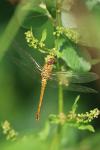 Sympetrum sanguineum