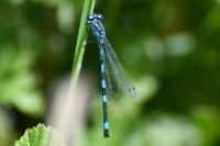 Coenagrion mercuriale