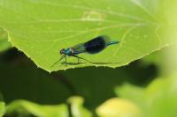 Calopteryx splendens