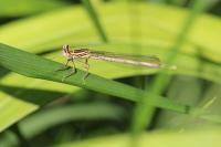 Platycnemis pennipes