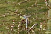 Anax imperator