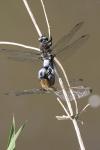 Libellula fulva