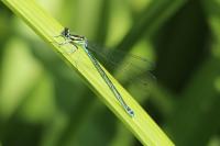Coenagrion puella