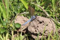 Orthetrum brunneum
