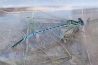 Platycnemis pennipes