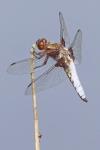 Libellula depressa