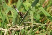 Orthetrum albistylum