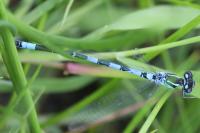 Coenagrion scitulum