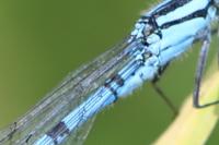 Enallagma cyathigerum