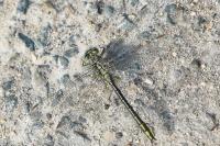 Gomphus pulchellus