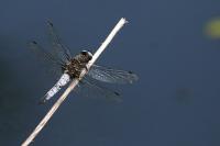 Libellula fulva