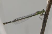 Enallagma cyathigerum