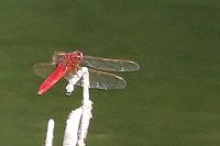 Crocothemis erythraea
