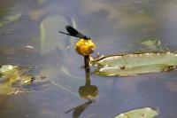 Calopteryx splendens