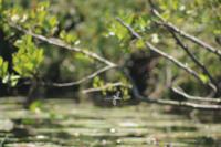 Anax parthenope