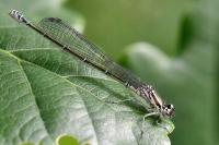 Coenagrion puella