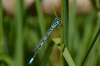 Coenagrion scitulum