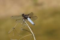 Libellula depressa
