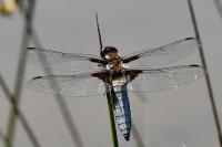 Libellula depressa