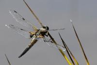 Libellula quadrimaculata