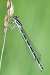 Coenagrion puella