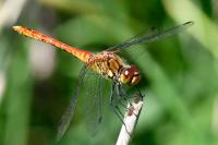 Sympetrum sanguineum