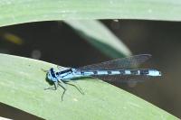 Enallagma cyathigerum