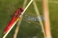 Crocothemis erythraea