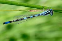 Coenagrion scitulum