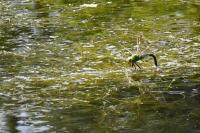 Anax imperator