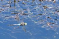 Anax parthenope