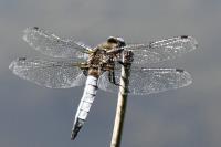 Libellula fulva