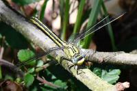 Gomphus pulchellus
