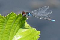 Erythromma viridulum