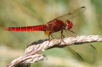 Crocothemis erythraea