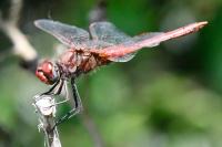 Sympetrum fonscolombii