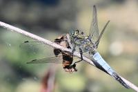 Orthetrum cancellatum