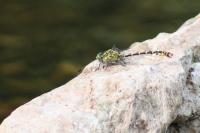 Onychogomphus forcipatus