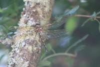 Oxygastra curtisii
