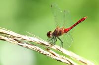 Sympetrum sanguineum