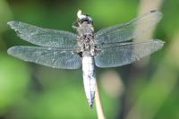 Libellula fulva