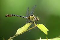 Onychogomphus forcipatus