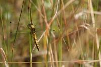 Orthetrum cancellatum