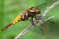 Libellula depressa