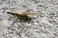 Orthetrum cancellatum