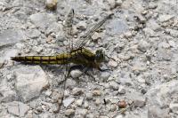 Orthetrum cancellatum