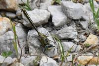 Gomphus pulchellus