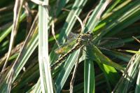 Onychogomphus forcipatus