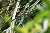 Onychogomphus forcipatus