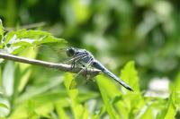 Orthetrum brunneum